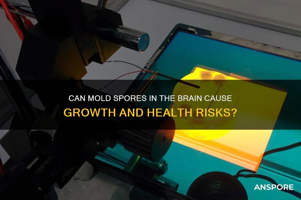 can breathing in mold spores grow in brain