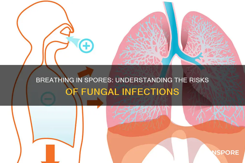 can breathing in spores give infection
