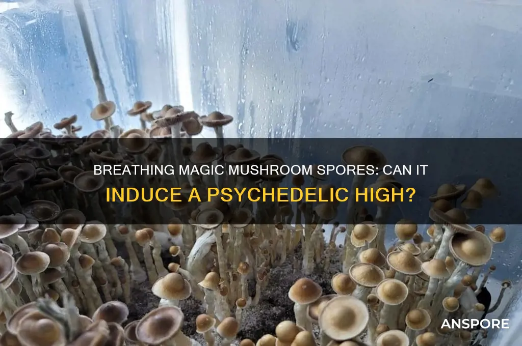 can breathing magic mushroom spores make you high