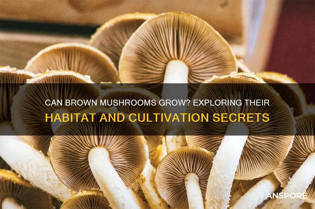 can brown mushrooms grow