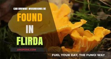Exploring Florida's Forests: Are Brownit Mushrooms Native to the Region?