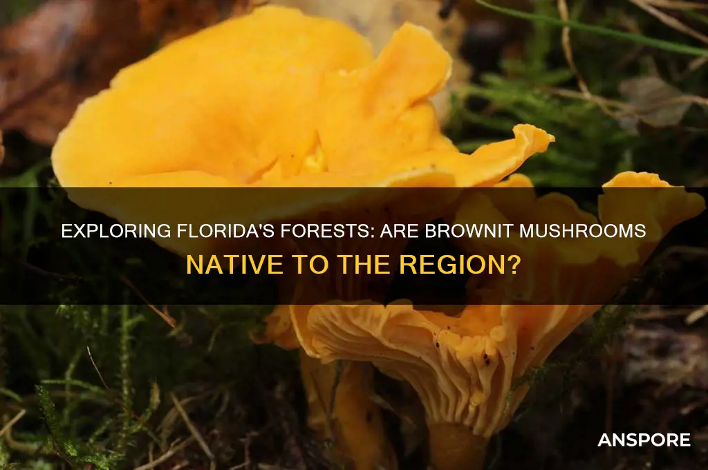 can brownit mushrooms be found in flirda