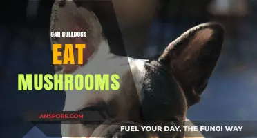 Can Bulldogs Safely Eat Mushrooms? A Complete Guide for Owners