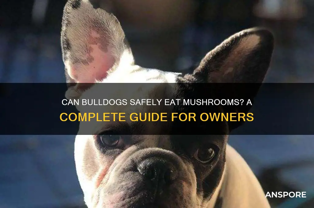 can bulldogs eat mushrooms