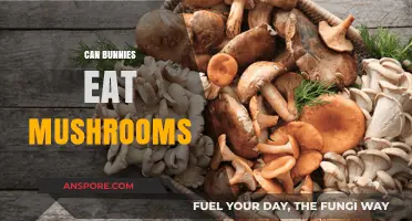Can Bunnies Eat Mushrooms? A Safe Feeding Guide for Owners