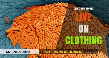 Can C. Diff Spores Survive on Your Clothes? Find Out Here