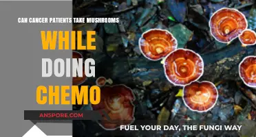 Mushrooms and Chemo: Safe or Risky for Cancer Patients?