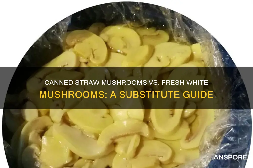 can canned straw mushrooms be substituted for fresh white mushrooms