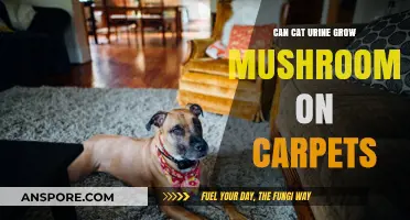 Can Cat Urine Cause Mushrooms to Grow on Carpets?