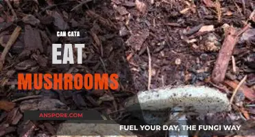 Can Cats Safely Eat Mushrooms? Risks and Benefits Explained