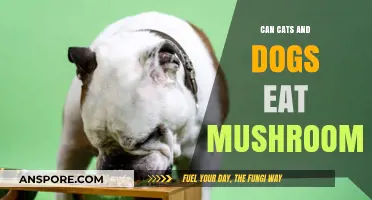 Can Cats and Dogs Safely Eat Mushrooms? A Pet Owner's Guide