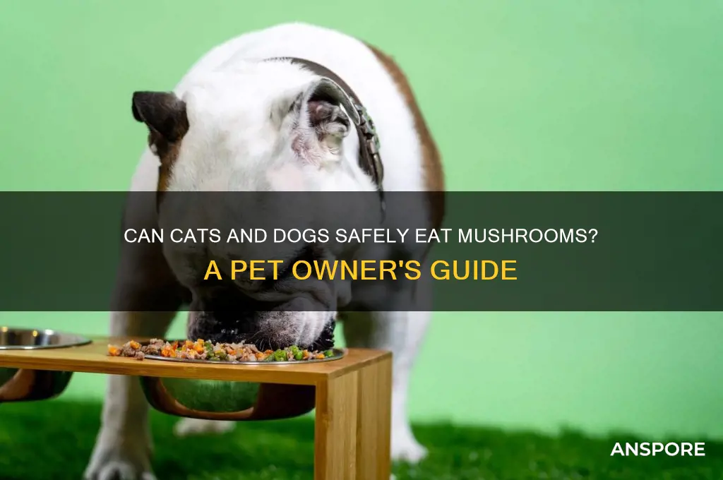 can cats and dogs eat mushrooms