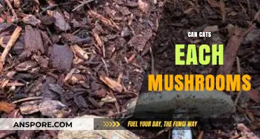 Can Cats Eat Mushrooms? Risks, Safety, and What to Know