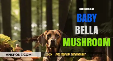 Can Cats Safely Eat Baby Bella Mushrooms? A Pet Owner's Guide
