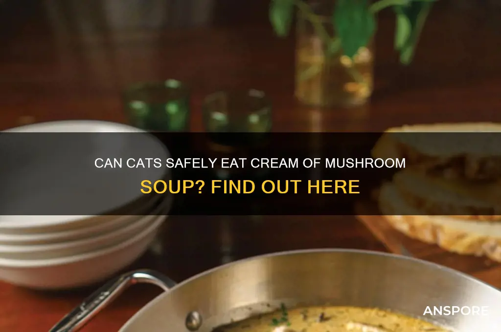 can cats eat cream of mushroom soup