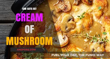 Can Cats Safely Eat Cream of Mushroom Soup? Find Out!