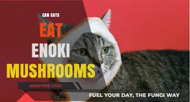 Can Cats Safely Eat Enoki Mushrooms? A Complete Guide