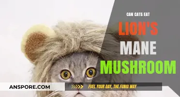 Can Cats Safely Eat Lion's Mane Mushrooms? A Complete Guide