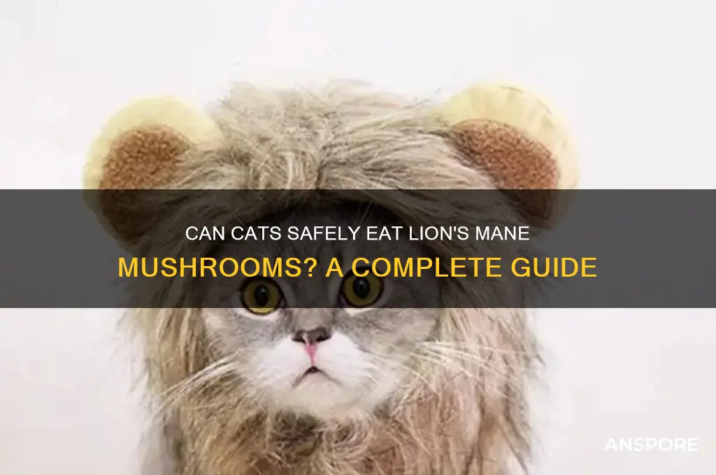 can cats eat lion