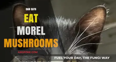 Can Cats Safely Eat Morel Mushrooms? A Pet Owner's Guide