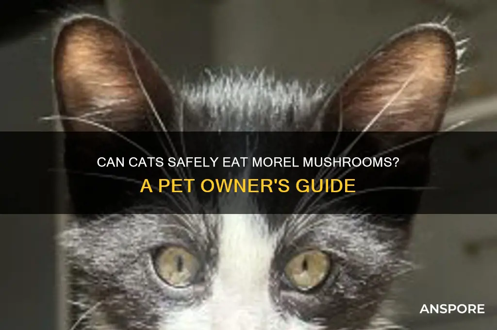 can cats eat morel mushrooms