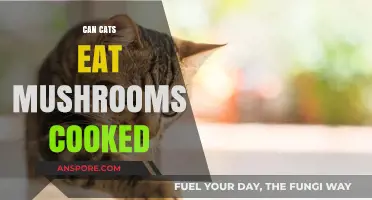 Can Cats Eat Cooked Mushrooms? Safety and Risks Explained