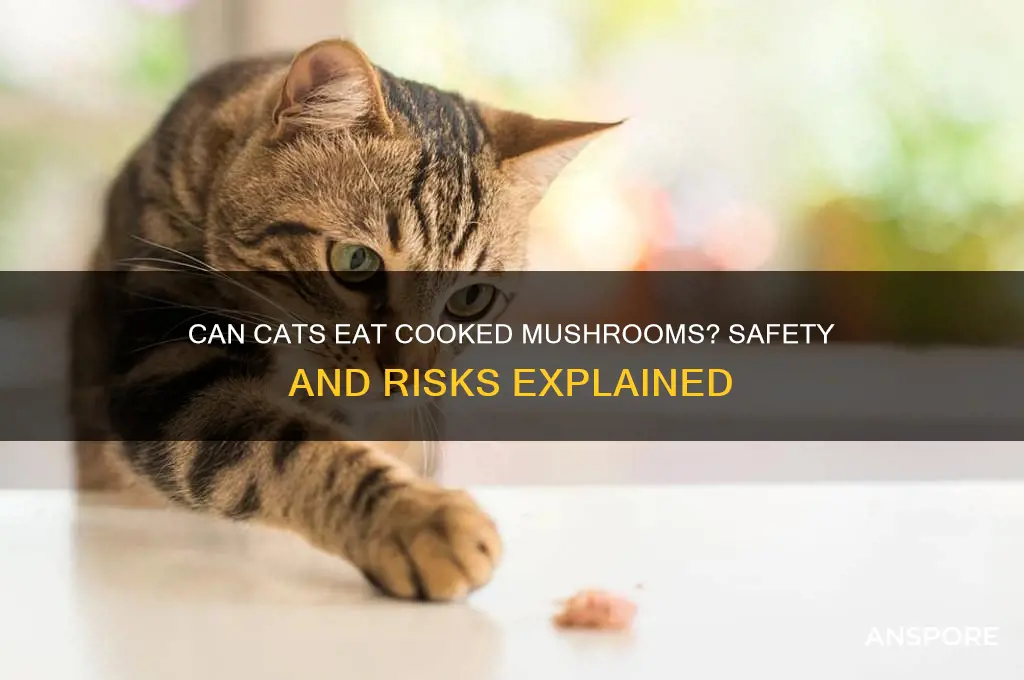 can cats eat mushrooms cooked