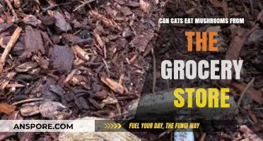 Are Store-Bought Mushrooms Safe for Your Feline Friend?