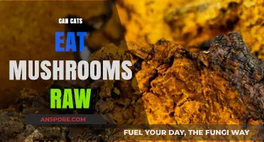 Can Cats Safely Eat Raw Mushrooms? Risks and Facts Revealed