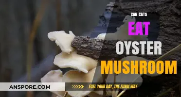 Can Cats Safely Eat Oyster Mushrooms? A Pet Owner's Guide