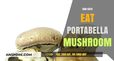 Can Cats Safely Eat Portabella Mushrooms? A Pet Owner's Guide