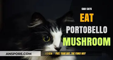 Can Cats Safely Eat Portobello Mushrooms? A Complete Guide
