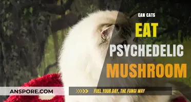 Can Cats Safely Eat Psychedelic Mushrooms? Risks and Facts Revealed