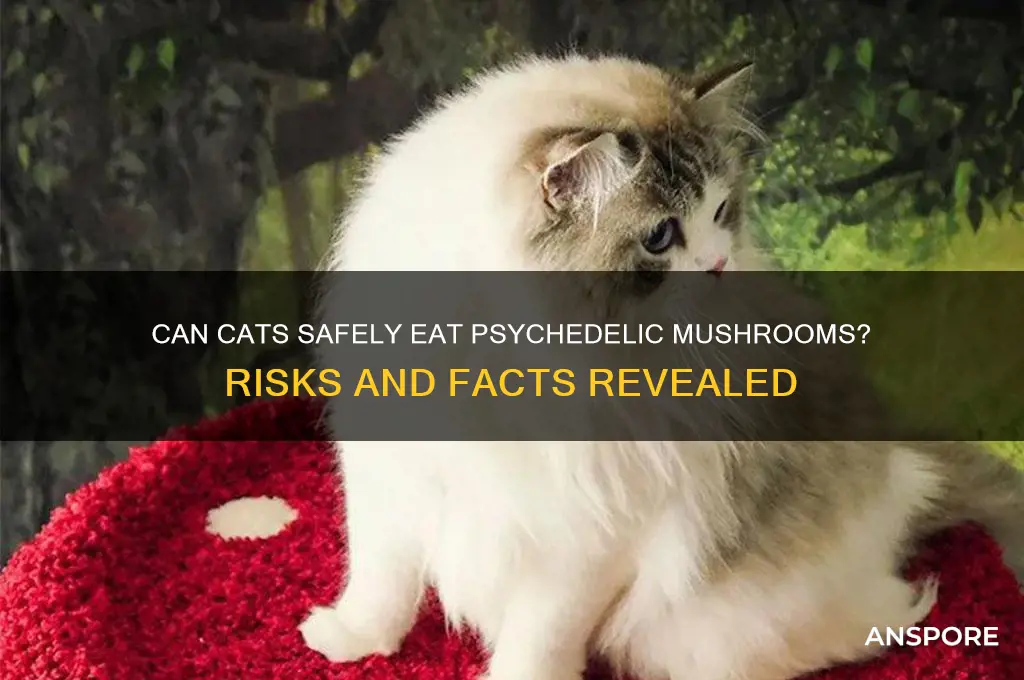 can cats eat psychedelic mushrooms