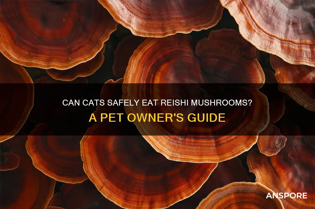 can cats eat reishi mushroom