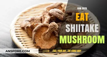 Can Cats Safely Eat Shiitake Mushrooms? A Pet Owner's Guide