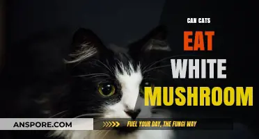 Can Cats Safely Eat White Mushrooms? A Pet Owner's Guide