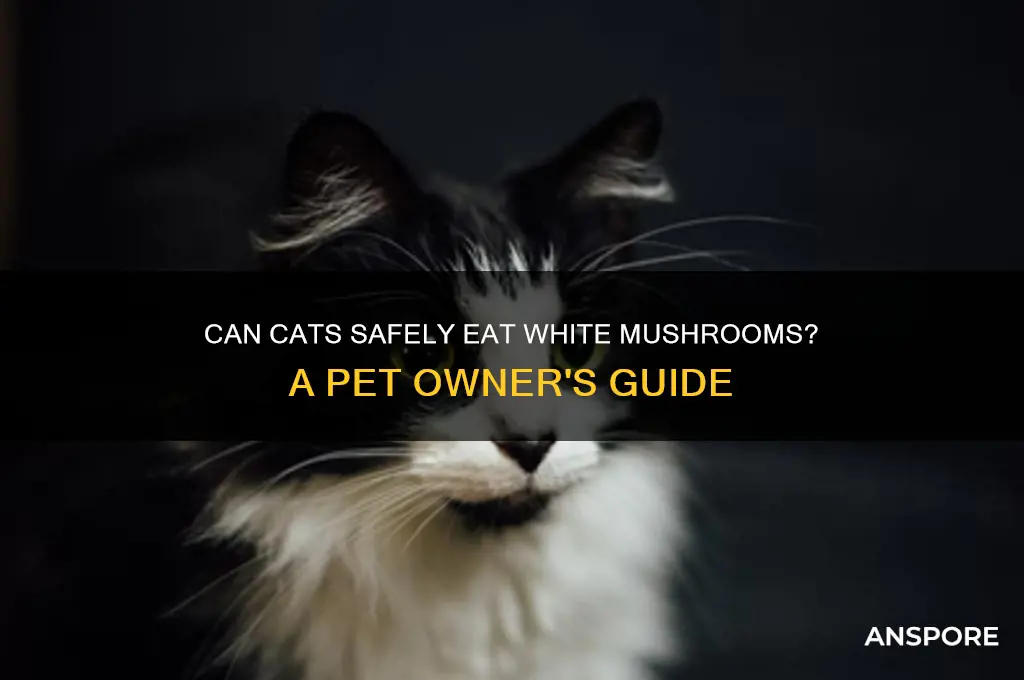 can cats eat white mushrooms