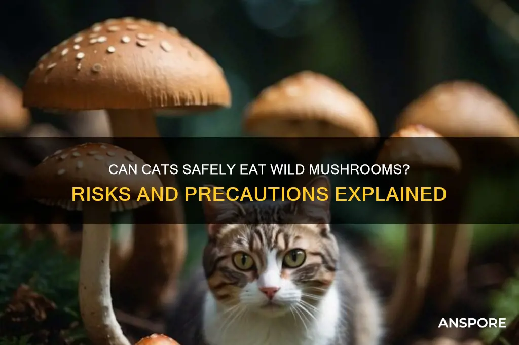 can cats eat wild mushrooms