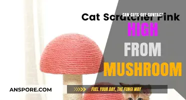 Can Cats Get a Contact High from Mushrooms? Facts Revealed