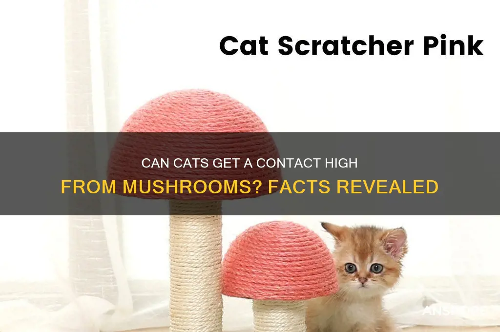 can cats get contact high from mushrooms