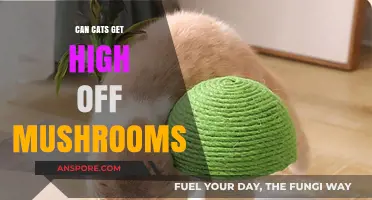 Can Cats Get High Off Mushrooms? Exploring the Risks and Facts