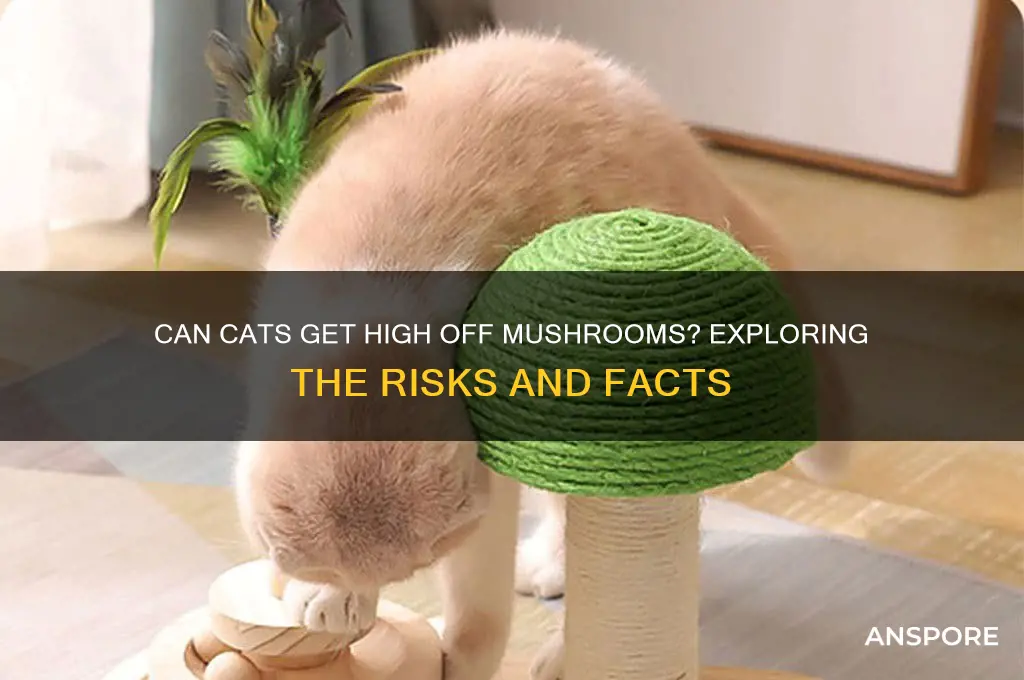 can cats get high off mushrooms