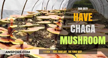 Can Cats Safely Consume Chaga Mushroom? A Pet Owner's Guide