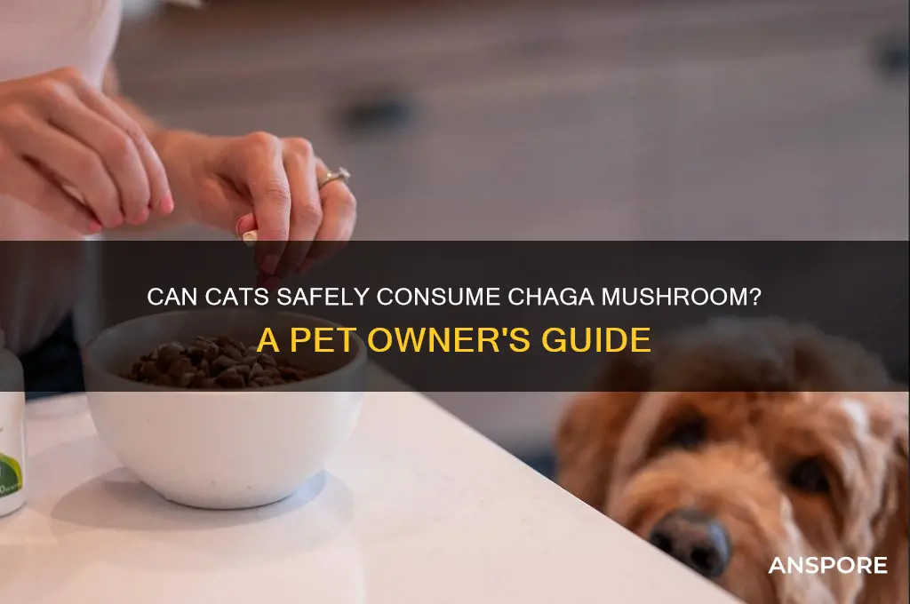can cats have chaga mushroom