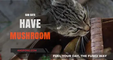 Can Cats Safely Eat Mushrooms? Risks and Facts Revealed