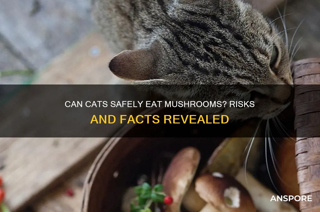 can cats have mushroom