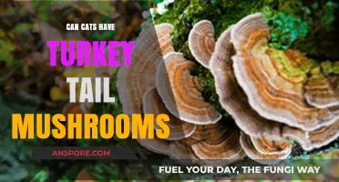 Can Cats Safely Eat Turkey Tail Mushrooms? A Pet Owner's Guide