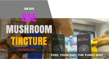 Can Cats Safely Use Mushroom Tinctures? A Pet Owner's Guide