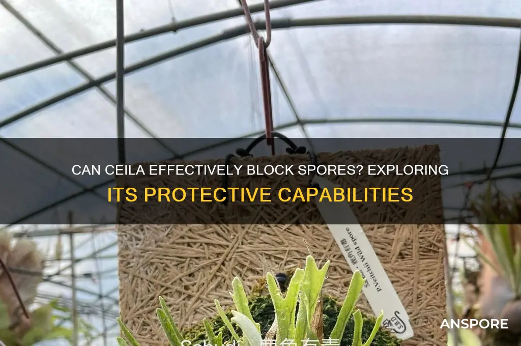 can ceila block spores
